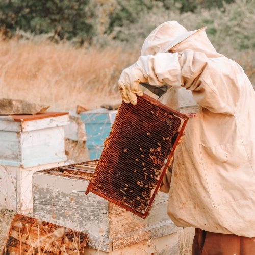 free-photo-of-man-working-in-apiary